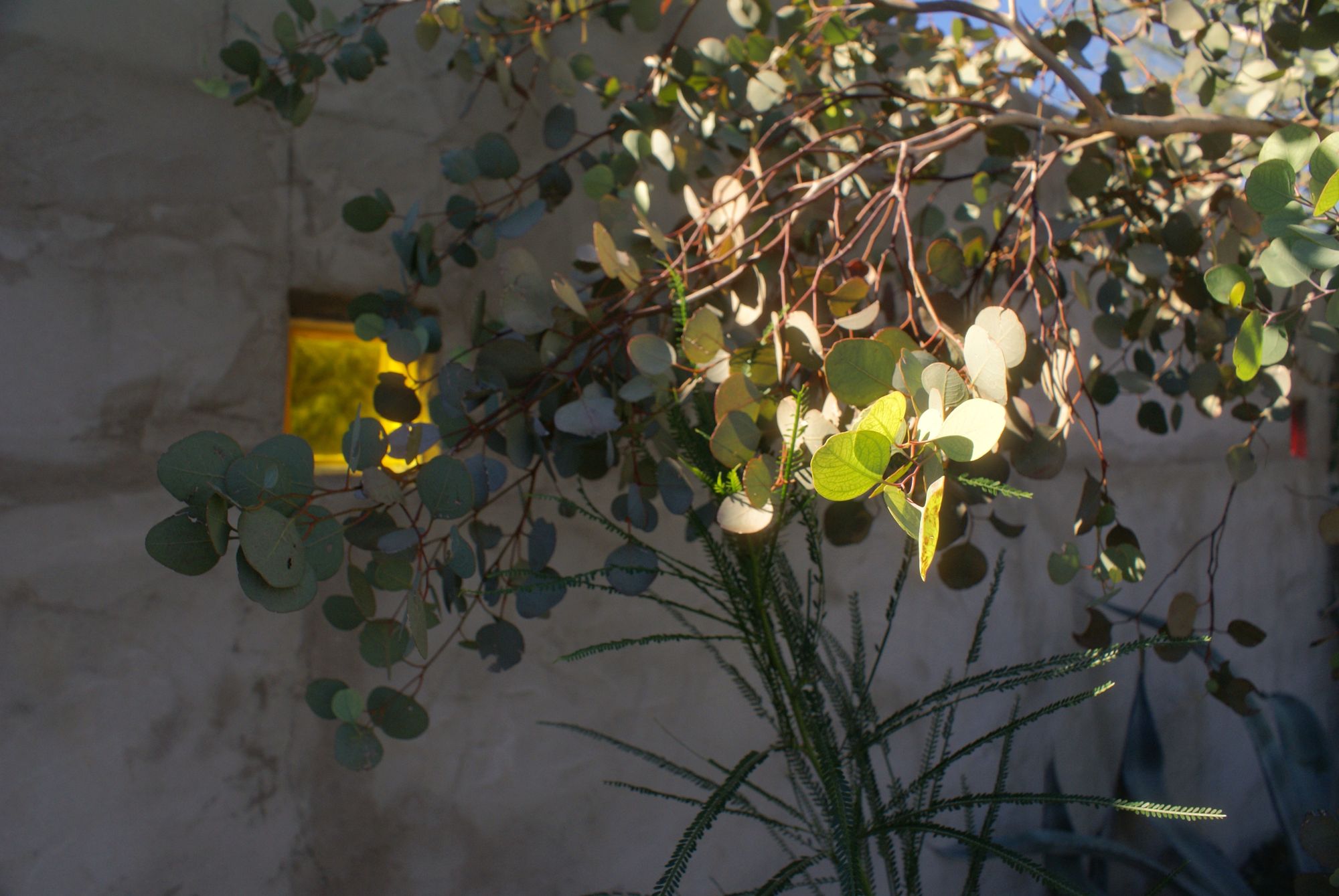 Eucalyptus in front of a yellow glass block at Las Sombras